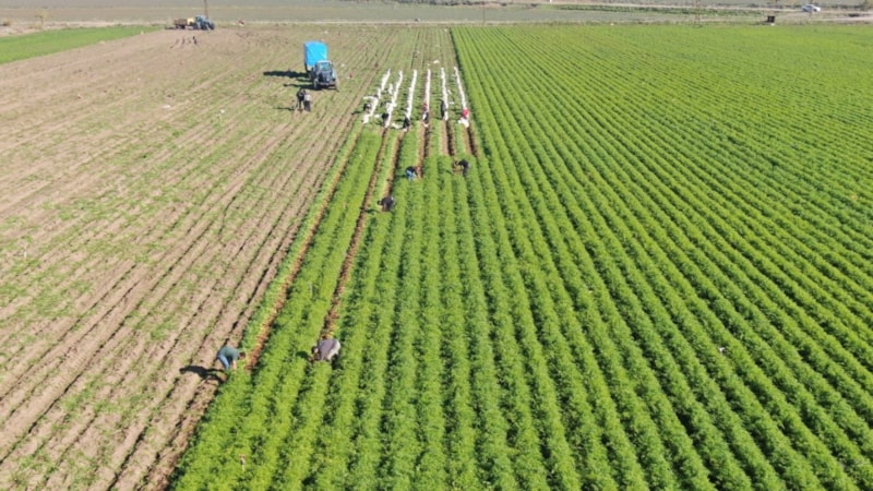 365 Gün Hasat Ediliyor; Bir Kez Eken Refah İçinde Yaşıyor...