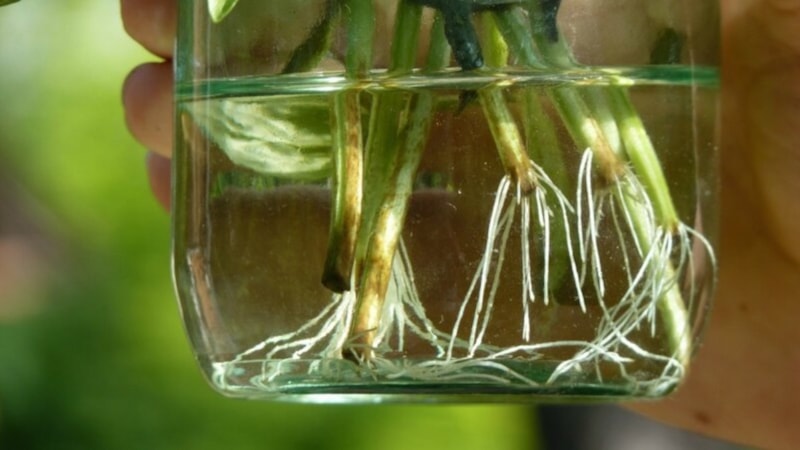 Ne toprak lazım, ne saksı! Bu bitkiler suda kökleniyor...