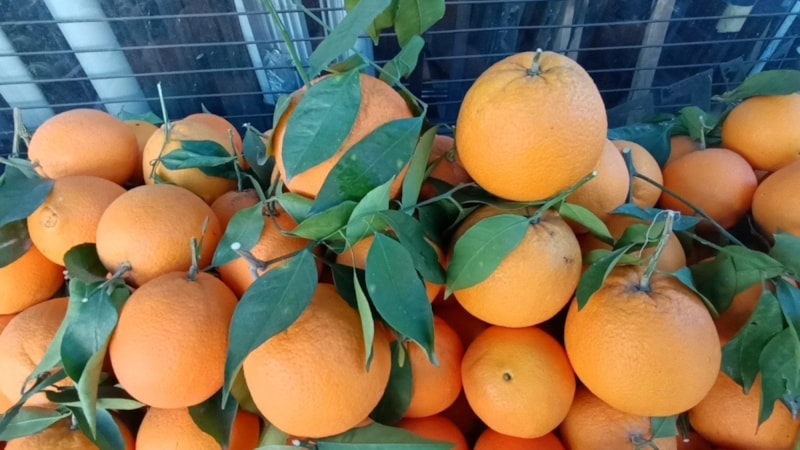 Antalya'nın dev portakalları: 3 tanesi 2 kilo geliyor