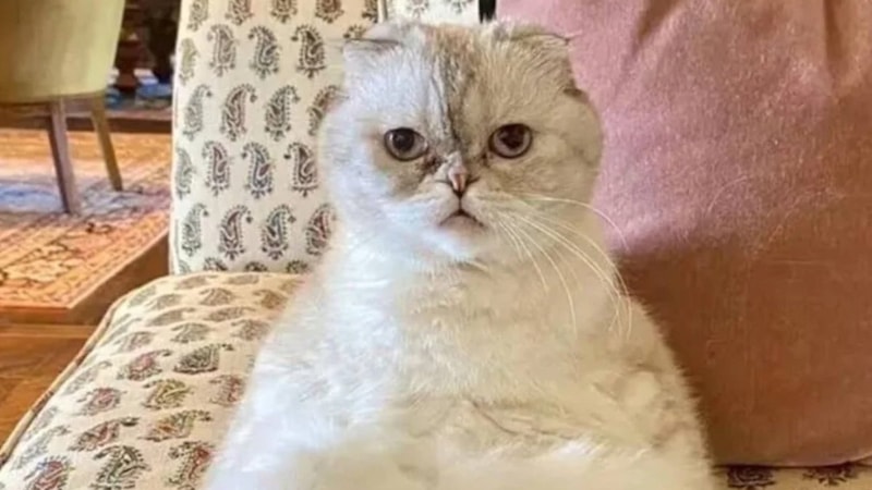 Dünyanın en zengin kedisi ortaya çıktı! Serveti tam 3,5 milyar