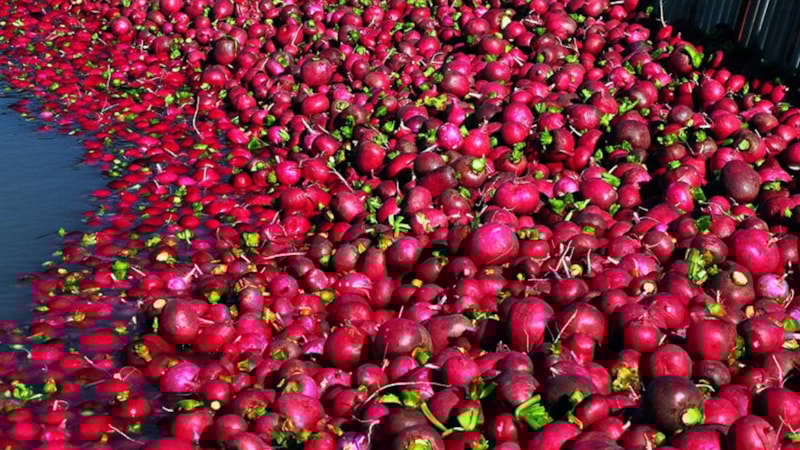 Hasadı başladı, istihdam kapısı aralandı: Kilosu 10 TL’den satılıyor