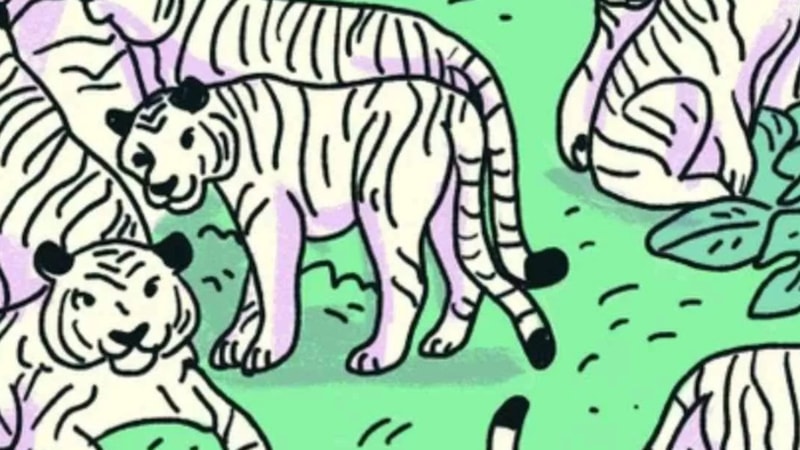 3 saniyelik zeka testi: Kaplanların arasındaki zebrayı bulan 120 IQ’lu çıkıyor