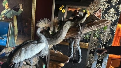 İstanbul Beykoz'da baskın yapılan evde timsah ve anakonda yılanı ele geçirildi