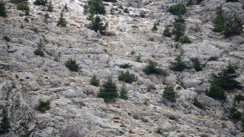 Tarım ve Orman Bakanlığı'ndan ödüllü soru: Fotoğrafta kaç keçi var