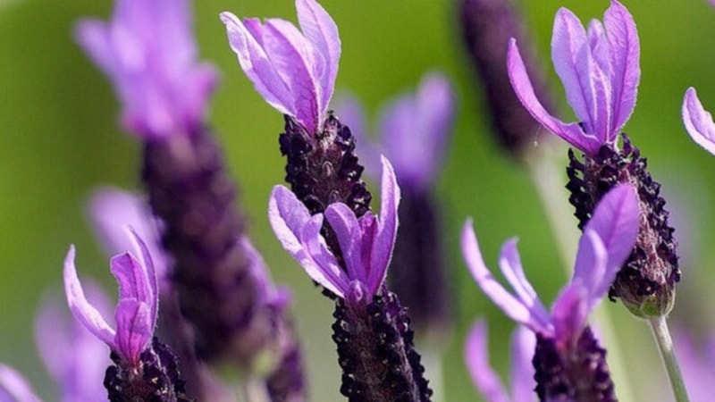 Hekimlerin Piri İbn-i Sina'dan miras: Bu bitki beyni silip  süpürüyor