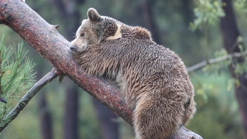 Japonya’da ayı saldırıları nedeniyle avlanma yasaları gevşetildi