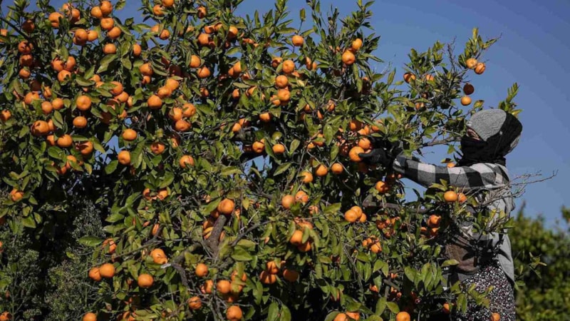 Hasadı başlamadan dalından satışı başladı! 35 ülkeye gönderiliyor, kilosu 15 TL’de alıcı buluyor