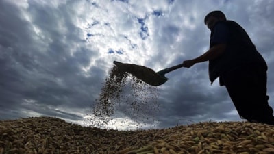 Türkiye tohum ticaret hacmiyle dünyada ilk 10'da