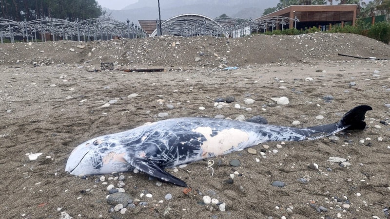 Antalya'da kıyıya ölü yunus vurdu