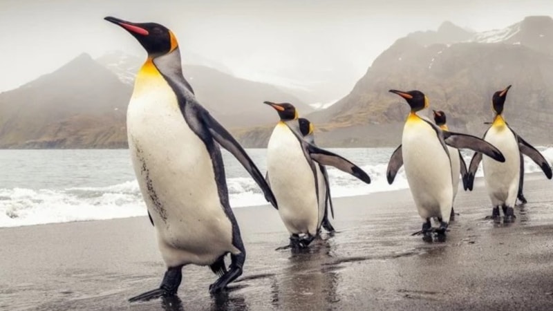 Penguenlerin dışkısının pembe olmasının sebebi bakın neymiş...