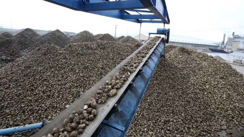 Muş'ta şeker pancarı alımında rekor kırıldı