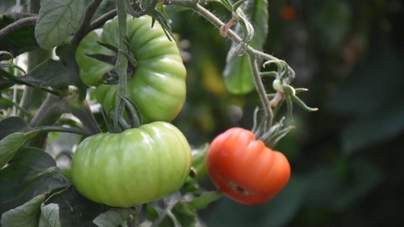 Tarım ve Orman Bakanlığı pestisitlere ilişkin kalıntı limitlerini düzenledi