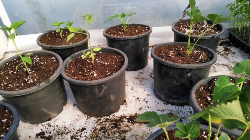 Toprak yok, bahçe yok: Saksıda yetiştirdiği bitkilerle servet kazanıyor