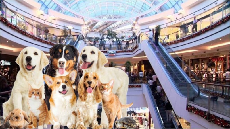 Kedisini köpeğini alan gidiyor; İstanbul'da AVM açıldı!