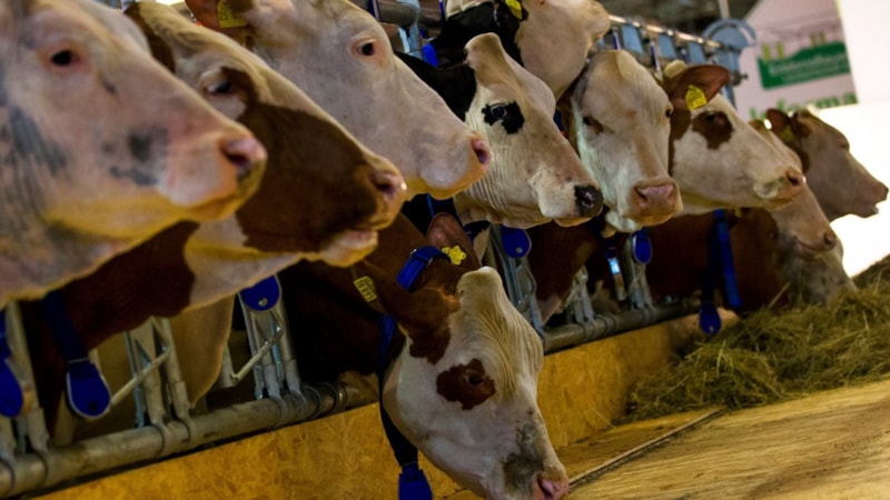 Almanya'da 35 yıl sonra yeniden: Şap salgını