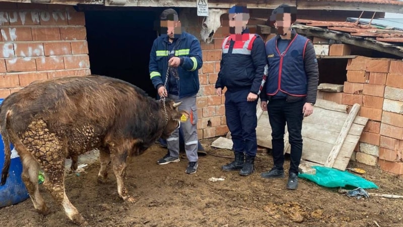 Kırıkkale'de büyükbaş hayvan çalan 4 hırsız tutuklandı