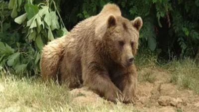 Bursa'da kaçan bozayı, 30 kişilik ekip tarafından aranıyor