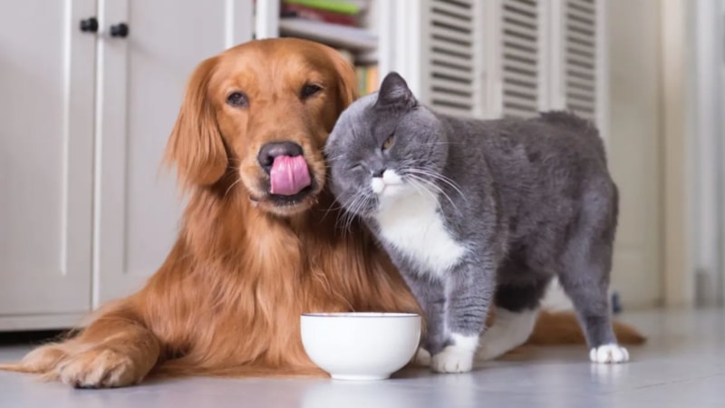 Kedi ve köpek bir arada yaşar mı? İşte yanıtı...