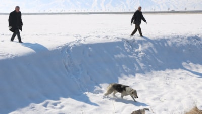 Hakkari'de Eslem'in ölümü sonrası bölgedeki sokak köpekleri toplanıyor