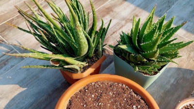 Bir saksıda dikili olsa yetiyor; Ömür boyu işe yarıyor...