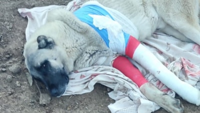 Elazığ'da avcıların tüfekle vurduğu 2 kangaldan biri telef oldu