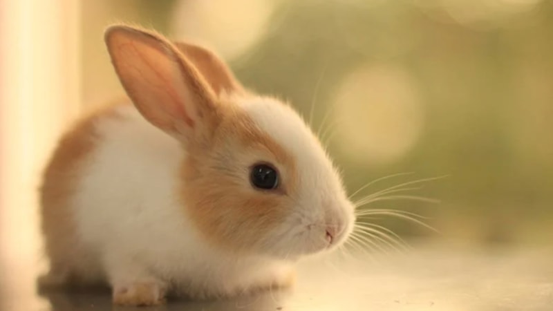 Tavşanlar neden sürekli titrer? İşte yanıtı...