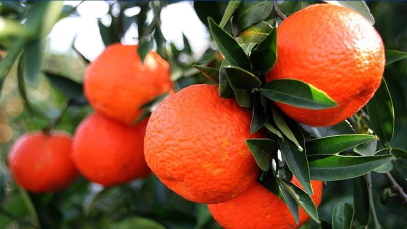 Türkiye'den geçen yıl en fazla mandalina ihraç edildi
