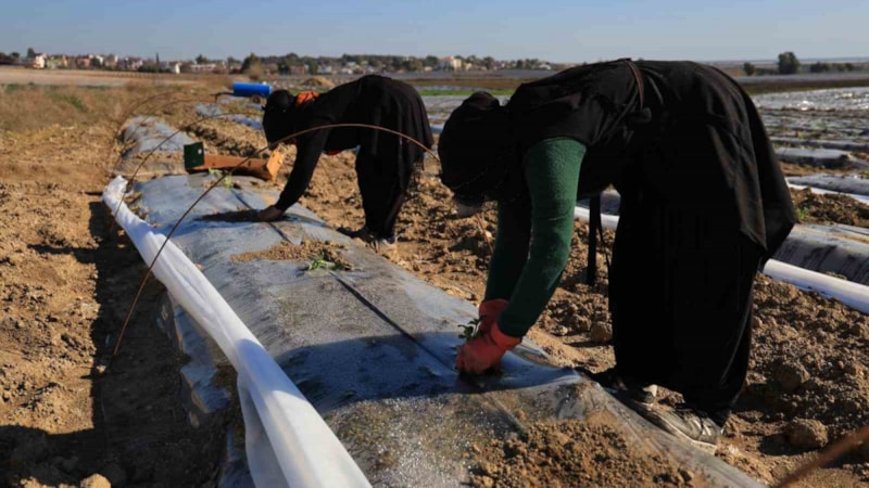 Erkenci karpuzlar için Adana'da fideler toprakla buluşuyor