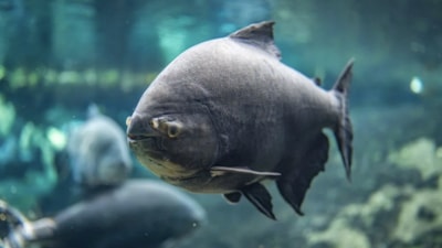 Japonya'da akvaryumdaki balığın yalnızlığına kartondan insanlarla çare bulundu