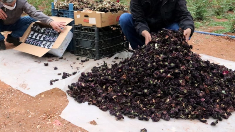 Sadece Urfa’da yetişiyor, yaprağı servet kazandırıyor! 1 litresi 42 bin euro