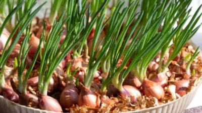 Evdeki saksıya dikin, pazara markete gitmeyin! 3-4 günde büyüyor...