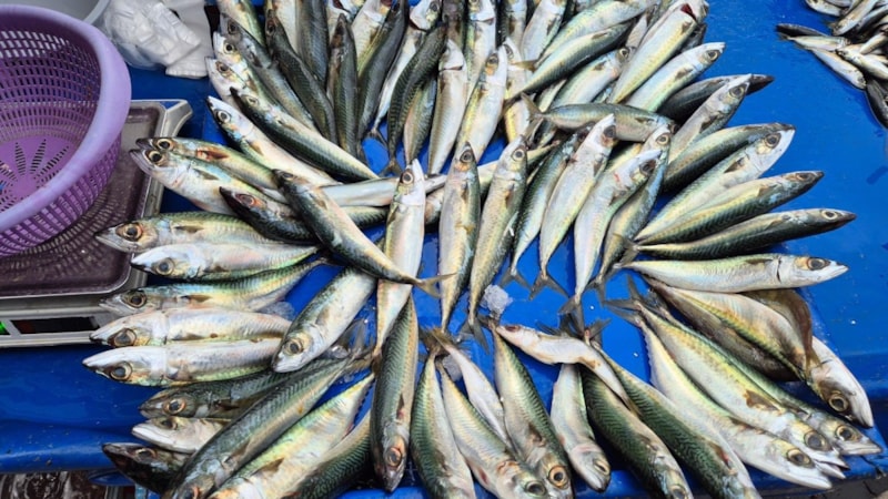 Tekirdağ'da uskumru, istavrit ve mezgit tezgahlarda