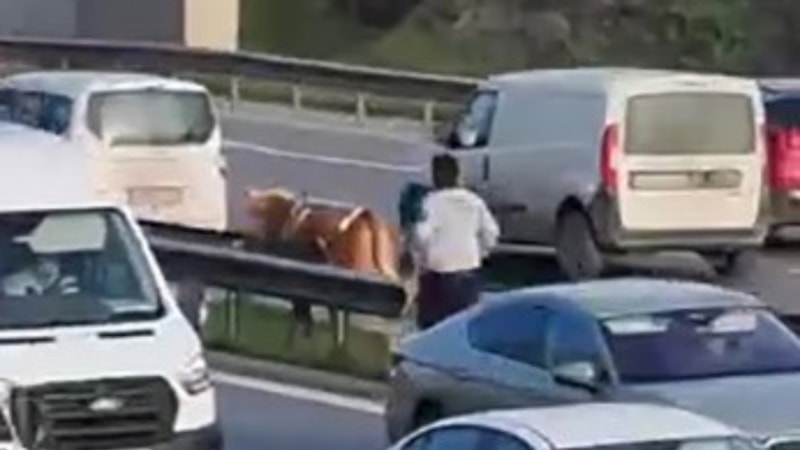 İstanbul Maltepe'de sahibinden kaçan büyükbaş hayvan kara yoluna çıktı