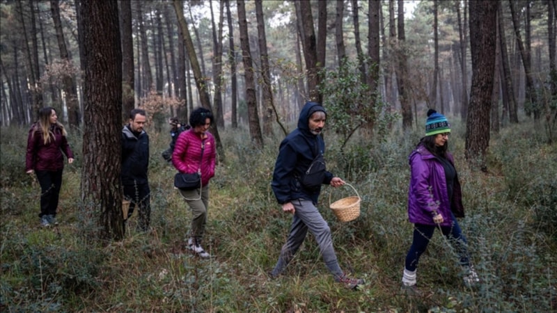 Ormanlarda mantar keşfi: Doğa severler için yeni bir macera
