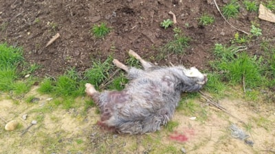 Antalya'da sokak köpekleri 25 keçiyi telef etti