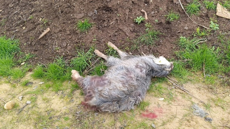 Antalya'da sokak köpekleri 25 keçiyi telef etti