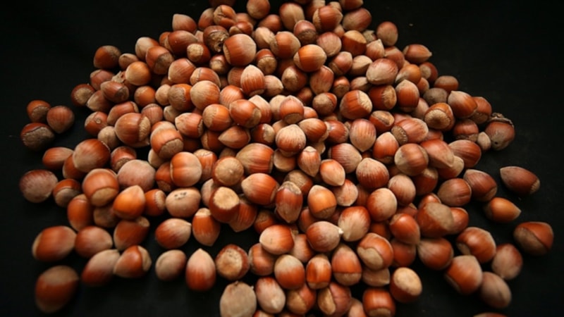 Giresun'da fındık 133-135 liradan işlem görüyor