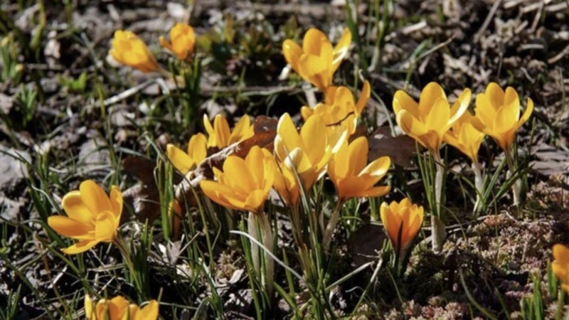 'Baharın müjdecisi' olarak biliniyor: Erken çiçek açtı