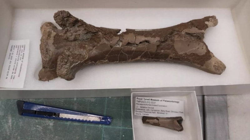 76 milyon yıllık 'cinayet' çözüldü: Isırık izi ortaya çıktı