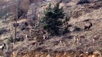 Gümüşhane’de yaban keçileri görüntülendi