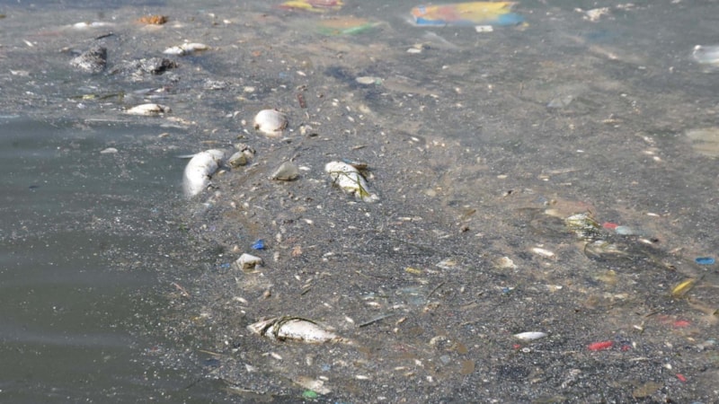 İzmir Körfezi'ndeki kirlilik ve balık ölümlerine soruşturma