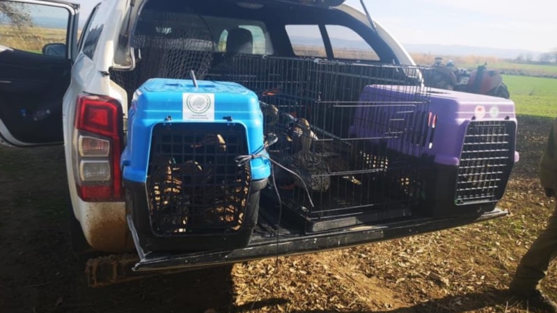 Çanakkale'de kaçak av operasyonu: 70 bin lira ceza kesildi