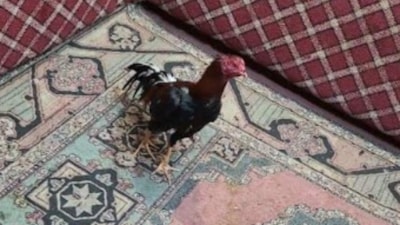 Karabük'te horoz dövüştüren 26 kişiye 280 bin lira para cezası