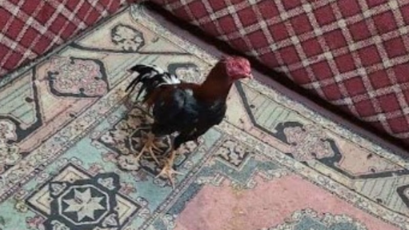 Karabük'te horoz dövüştüren 26 kişiye 280 bin lira para cezası