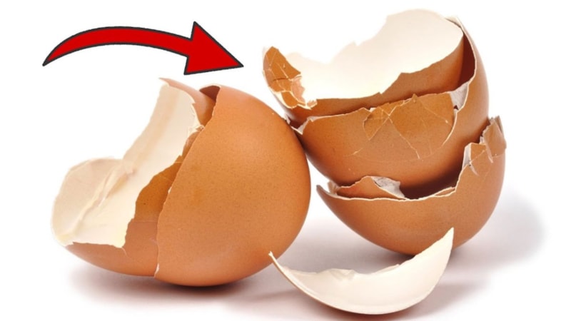 Yumurta kabuklarına bu açıdan bakın, mucizeye tanık olun...