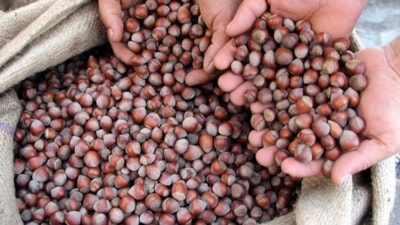 TMO, stoklarındaki kabuklu fındık satışına yarın başlıyor