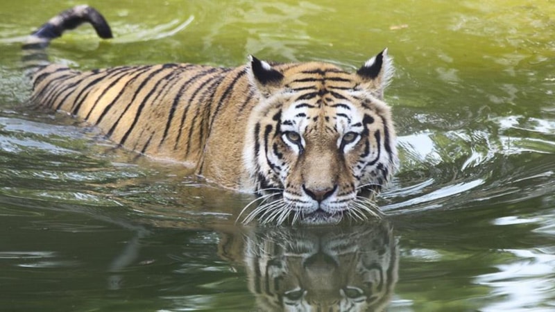 Çin'de bir hayvanat bahçesi romatizmayı tedavi ettiği iddiasıyla kaplan idrarı satmaya başladı