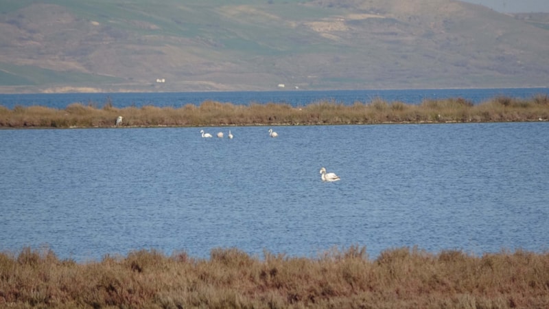 İklim değişikliği etkisi: Çanakkale'deki kuş popülasyonu arttı