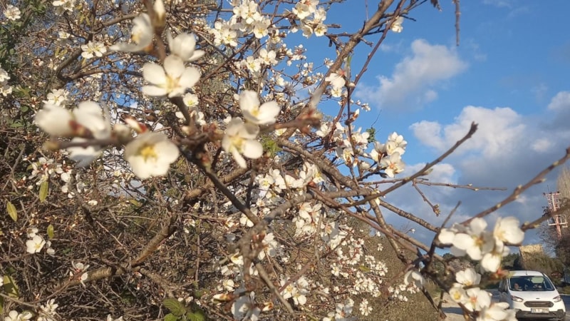 Aydın'a bahar erken geldi