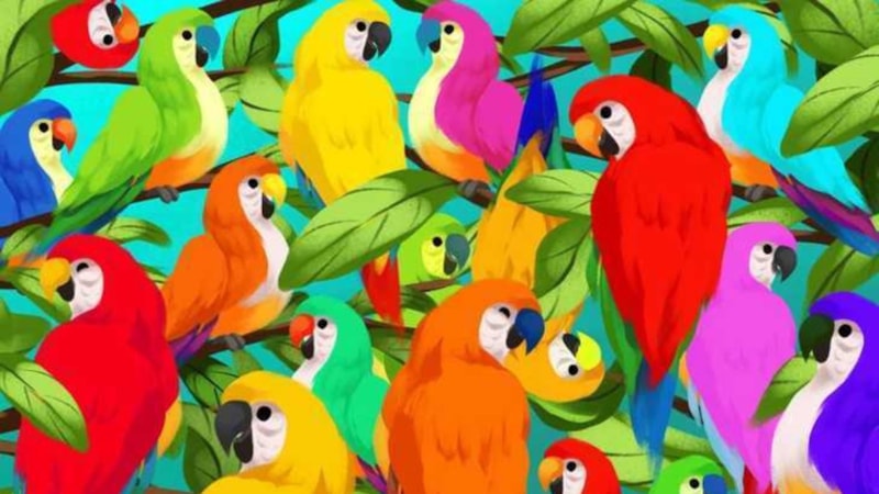 Zeka illüzyonu: Papağanlara bakın, farklı olanı yakalayın!